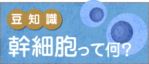 豆知識 幹細胞って何？